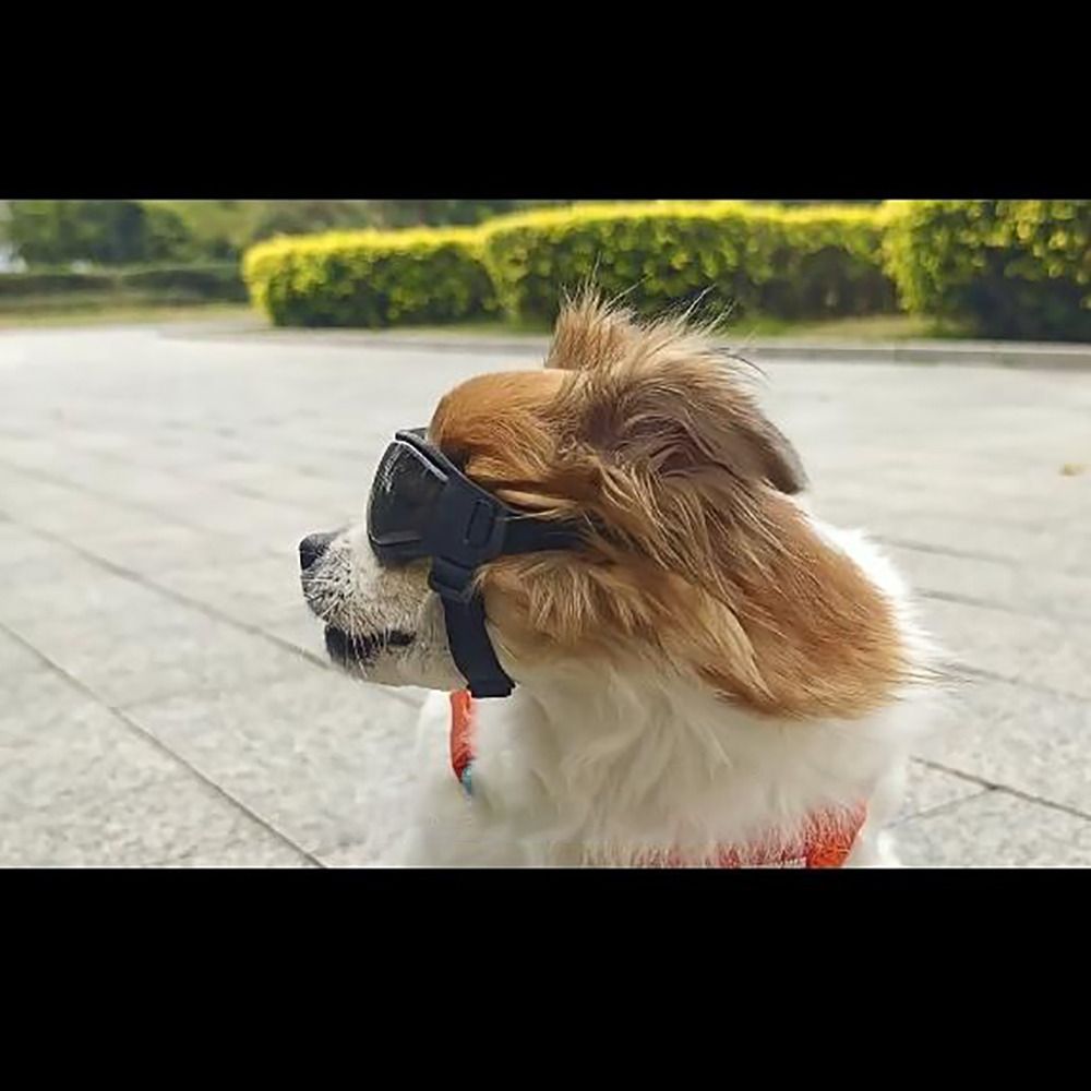 Óculos para Animais de Estimaç - Windsor Knot Tie avaliação e preço